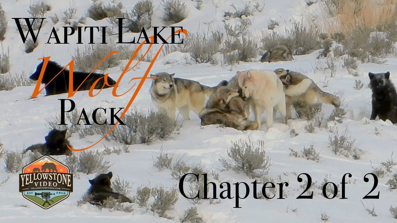 Yellowstone's Wolves in Winter - Spend 2 Days with the Wapiti Pack, Chapter 2 of 2 - December 2019