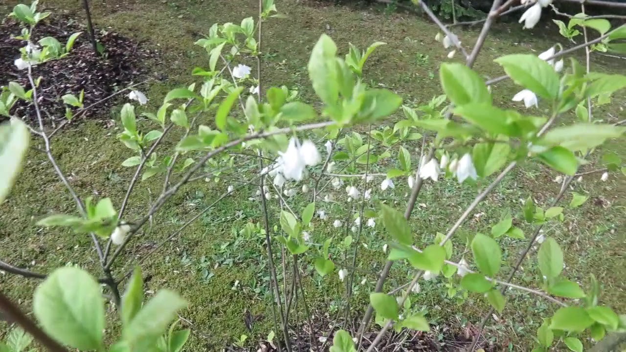 Halesia carolina hal&eacute;zie karol&iacute;nsk&aacute;