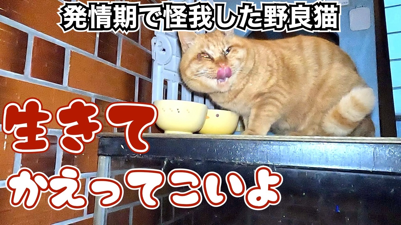 ‼️怪我した野良猫　生きて帰って来いよ‼️　発情期の野良猫