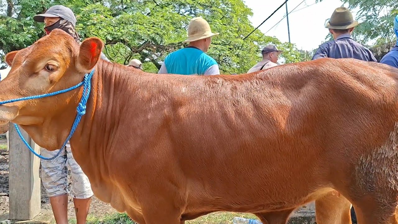 9,5 JUTA🔴PEDET LIMOSIN BETINA SUPER‼️HARGA TERBARU DI PASAR SAPI KEREK TUBAN