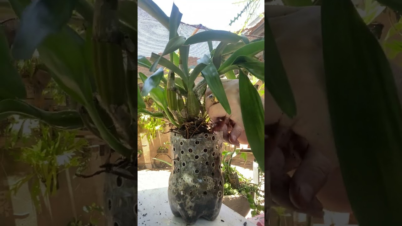 ❤️Replantando dendobrium Crysotoxum  da Márcia Alves na semi hidroponia 👏🏻👏🏻