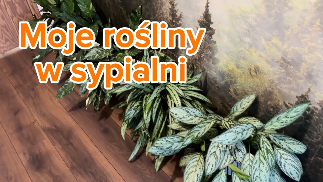 Moje rośliny w sypialni 