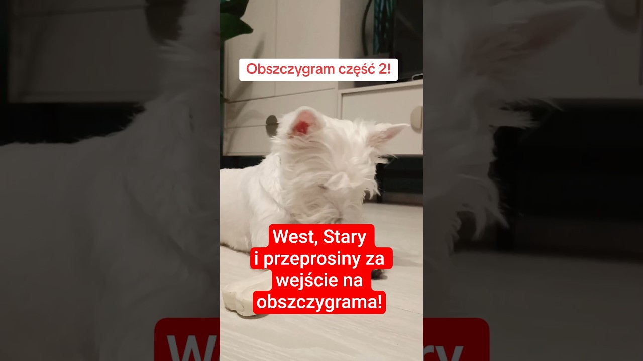Czym najszybciej przekupujecie swoje psy po fochu?#PsieSprawy #pies #Westie#pieskiezycie #shorts#fyp