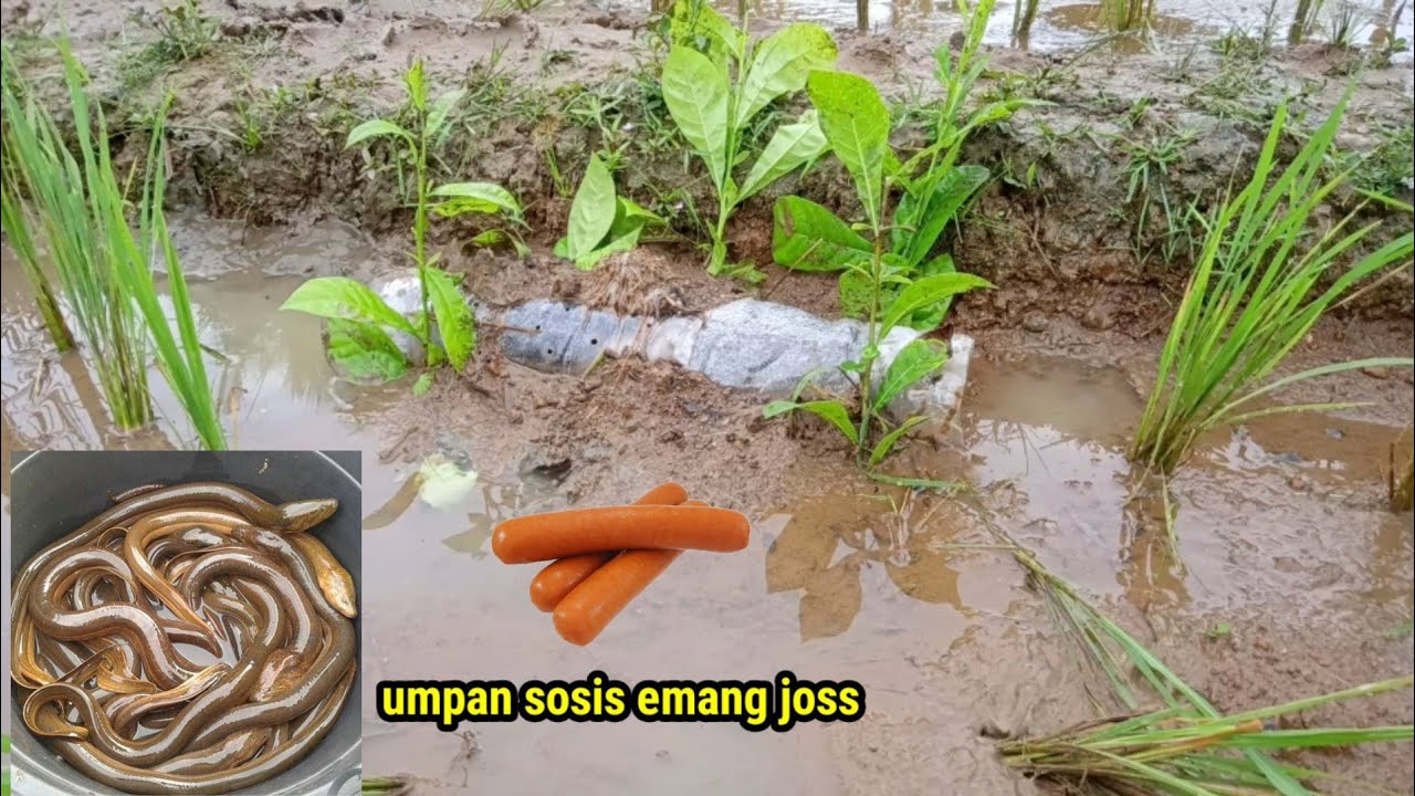 Pasang perangkap belut dari botol pakai umpan sosis - ed4n hasilnya..........