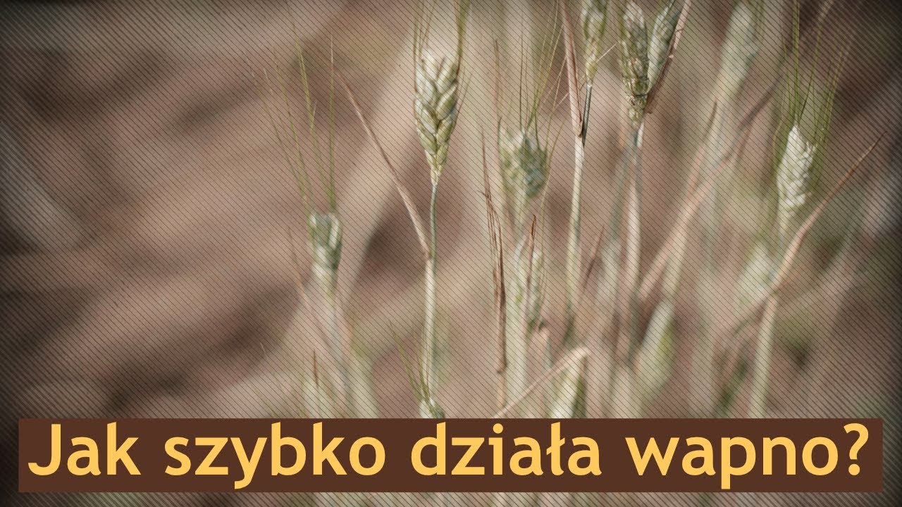 Jak szybko działa wapno i dlaczego?