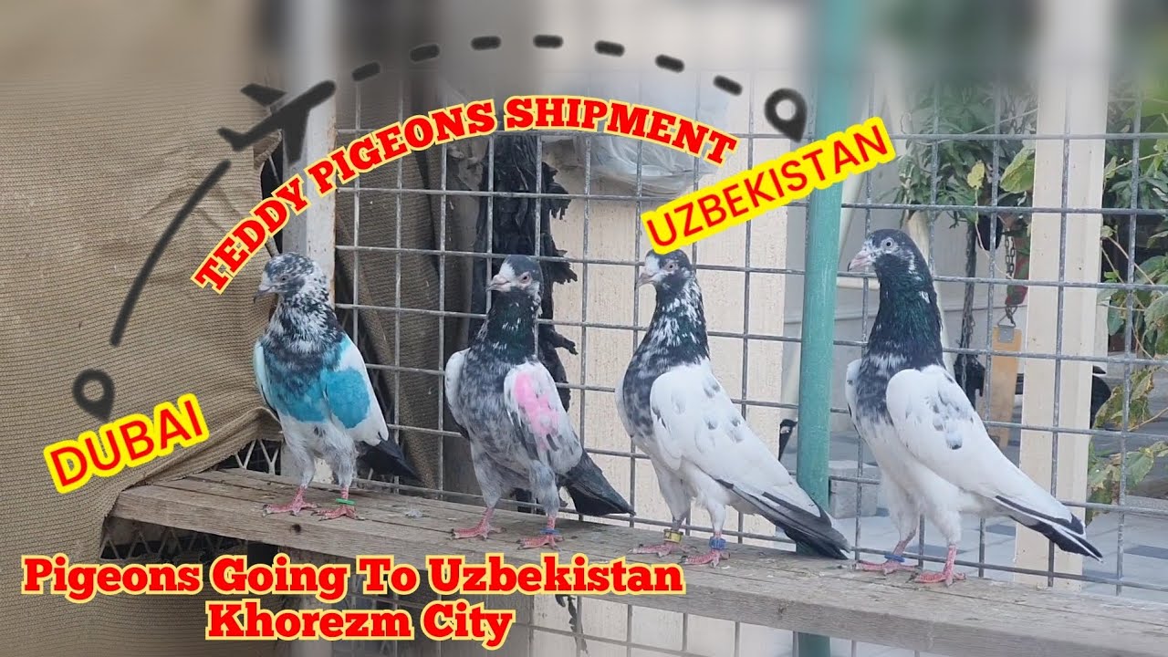 Teddy Pigeons Going To Uzbekistan|Pigeons Shipment Dubai to Uzbekistan  Khorezm  @AJMANPIGEONCLUB