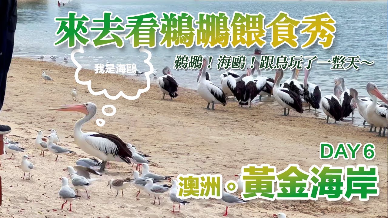 2025.07.06 澳洲。黃金海岸 Day6⎢查理海鮮的鵜鶘餵食秀！被好多好大的鵜鶘包圍～還有兇巴巴的海鷗，太有趣了！