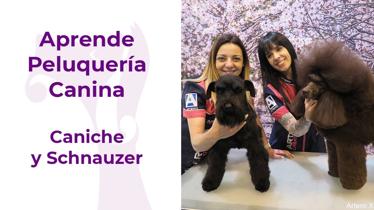 Aprende Peluquería Canina. Caniche y Stripping