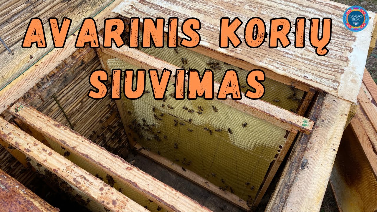 Avarinis korių siuvimas