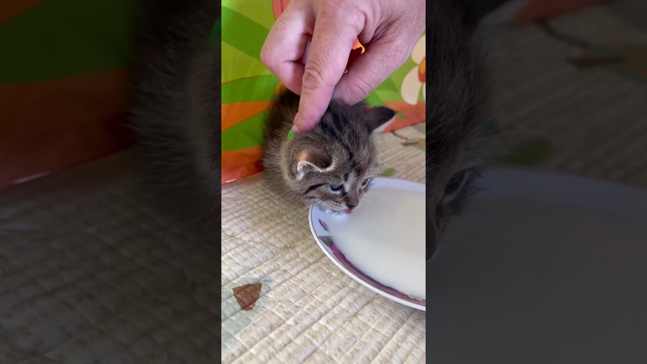 Как научить котёнка пить молоко ❤️❤️❤️ котя первый раз пьёт #shorts #милыекотики #cutecat