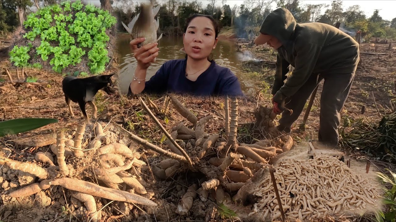 ເກັບມັນຕົ້ນກິນຕົ້ມປາ//เก็บมันสําปะหลังกินต้มปลา