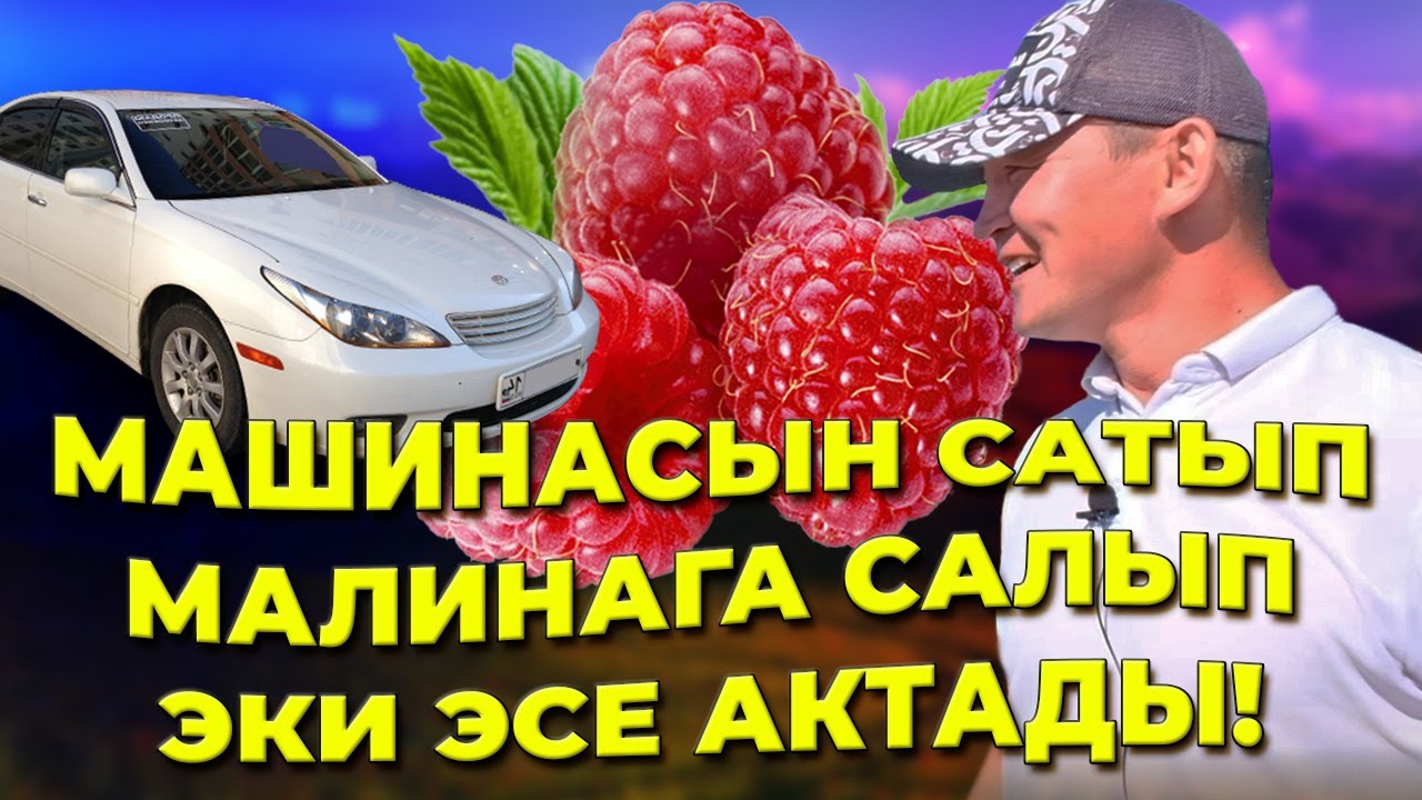 25 жаштагы көлдүк Урмат бир тергенде 400 кг малина чогултат!