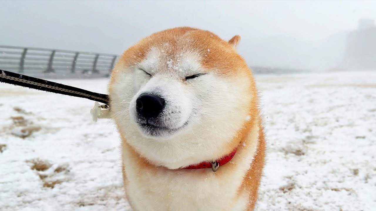 Shibe bravely went out for a walk in the snowstorm, but quickly regretted it.