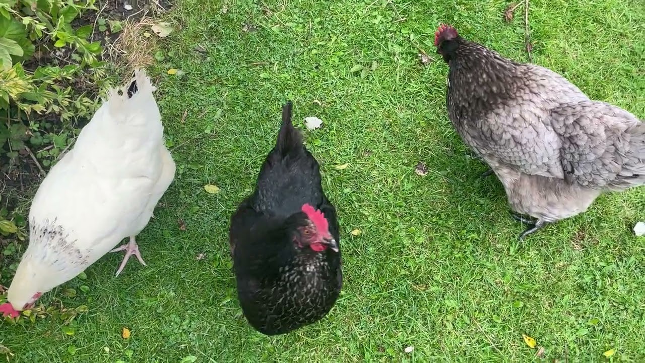 THE GIRLS ARE IN BIG TROUBLE! 😤 Chicken Daddy’s Hilarious Telling Off