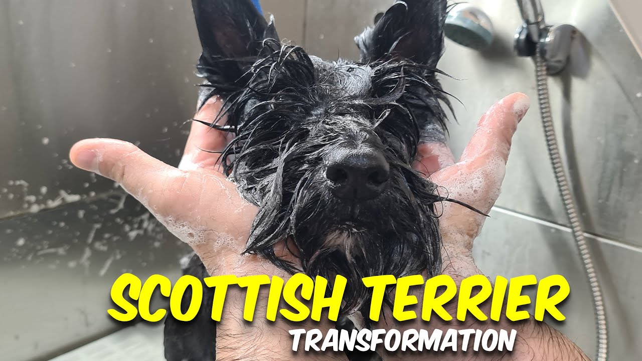 SCOTTISH TERRIER GROOMING Transformation