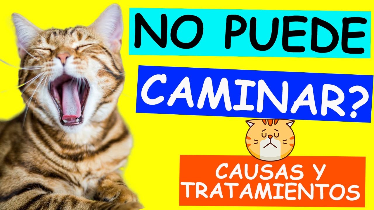 Mi gato no puede caminar - CAUSAS y SOLUCIONES