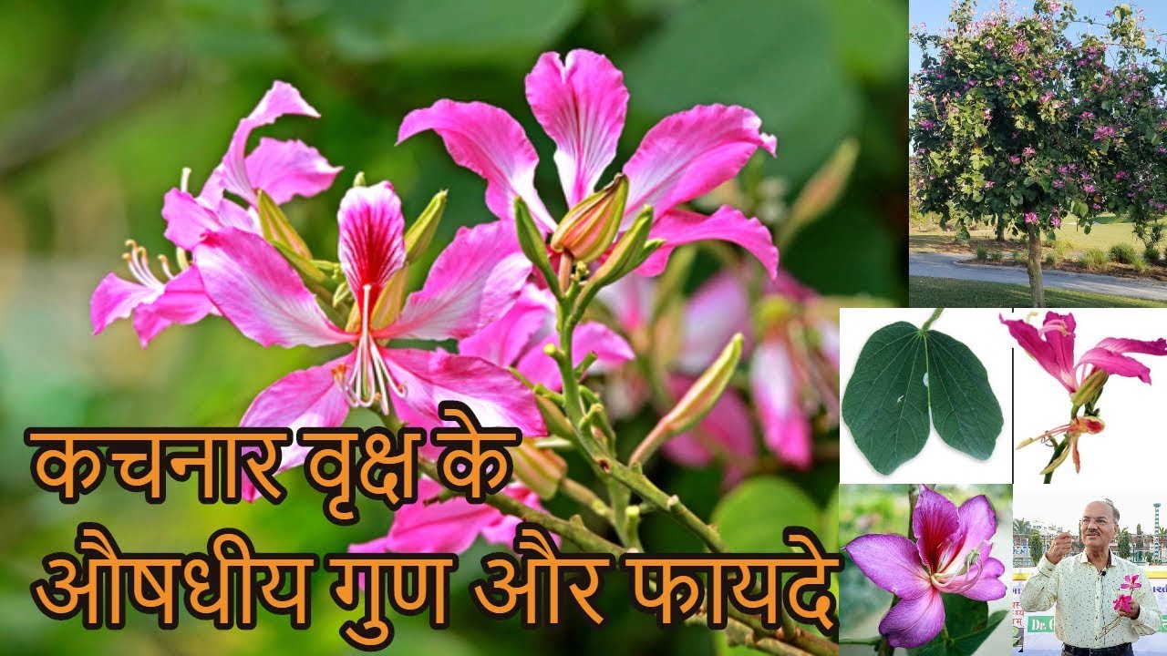 कचनार वृक्ष के औषधीय गुण और फायदे Kachnar (Bauhinia variegata)(કાંચનાર)DR HITESH JANI Ayurvedic