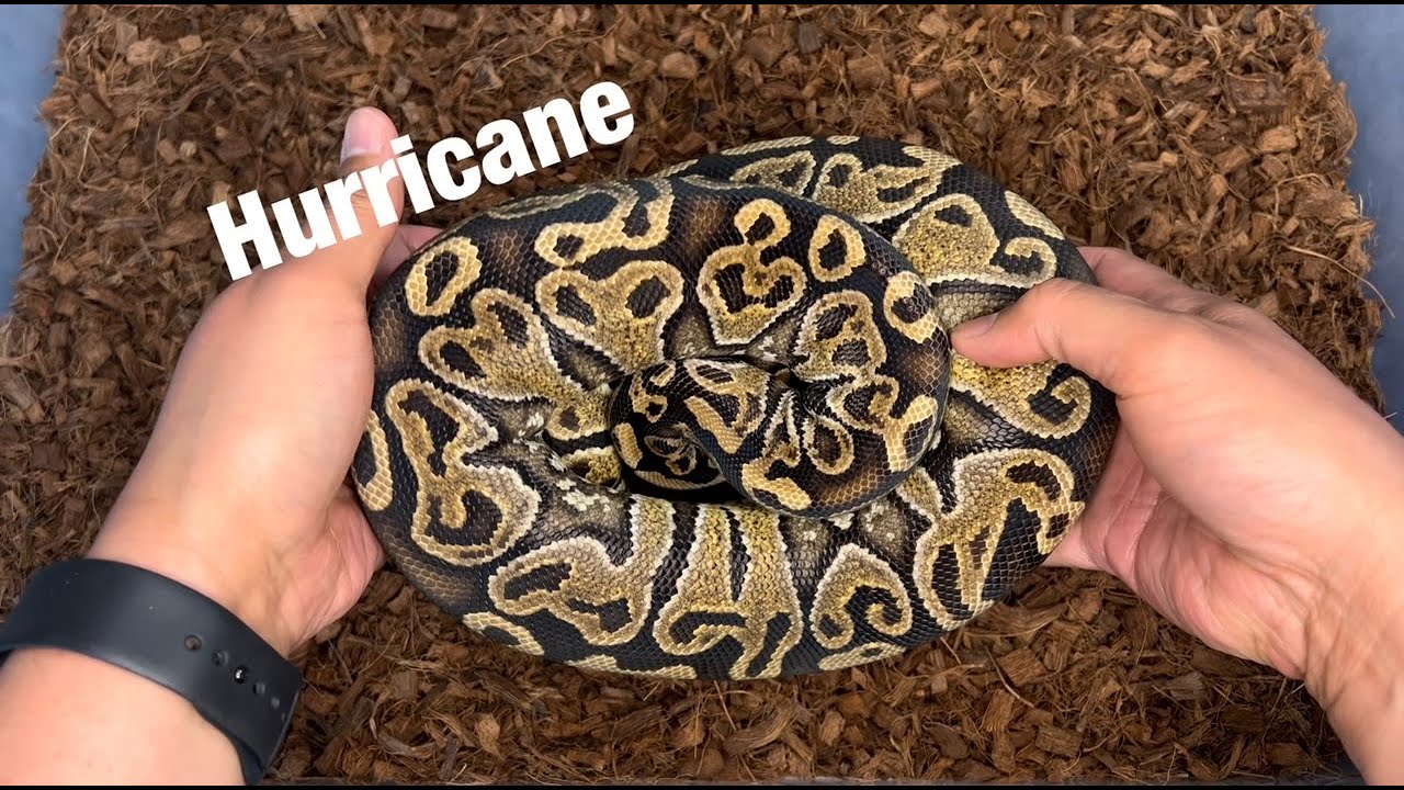 Phenotypical Tuesday: the Hurricane Ball Python