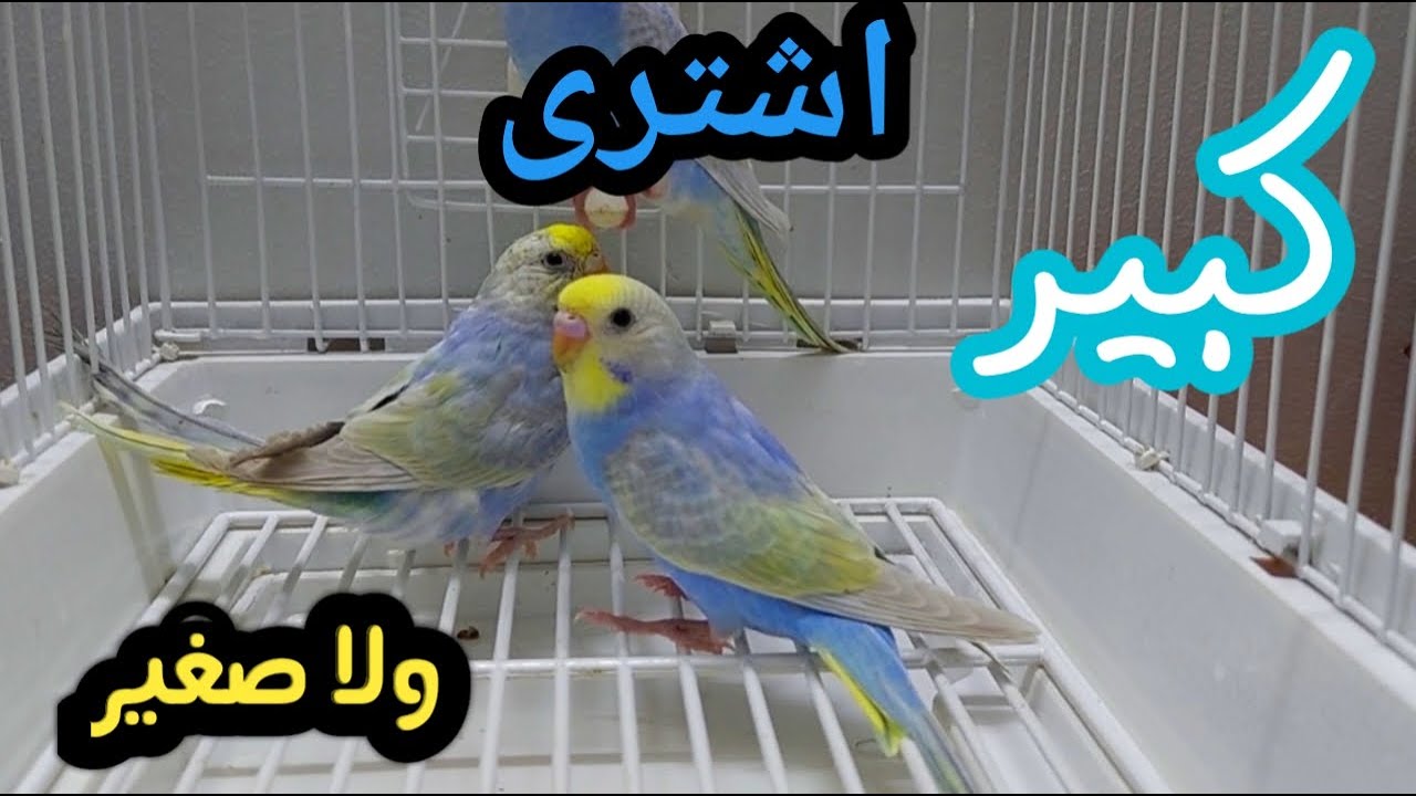 اشترى كبيرولاصغير