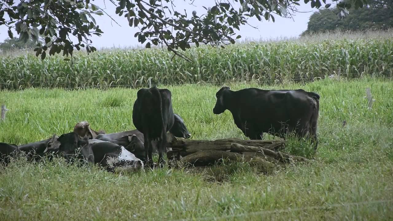 UHE Corumbá IV - Projeto Balde Cheio (versão longa)