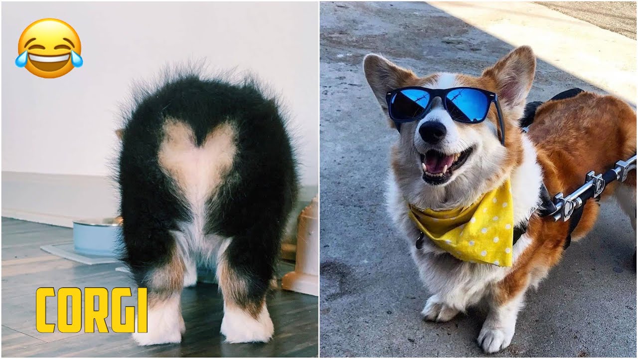 funny corgi videos try not to laugh - cutest corgi compilation 2020