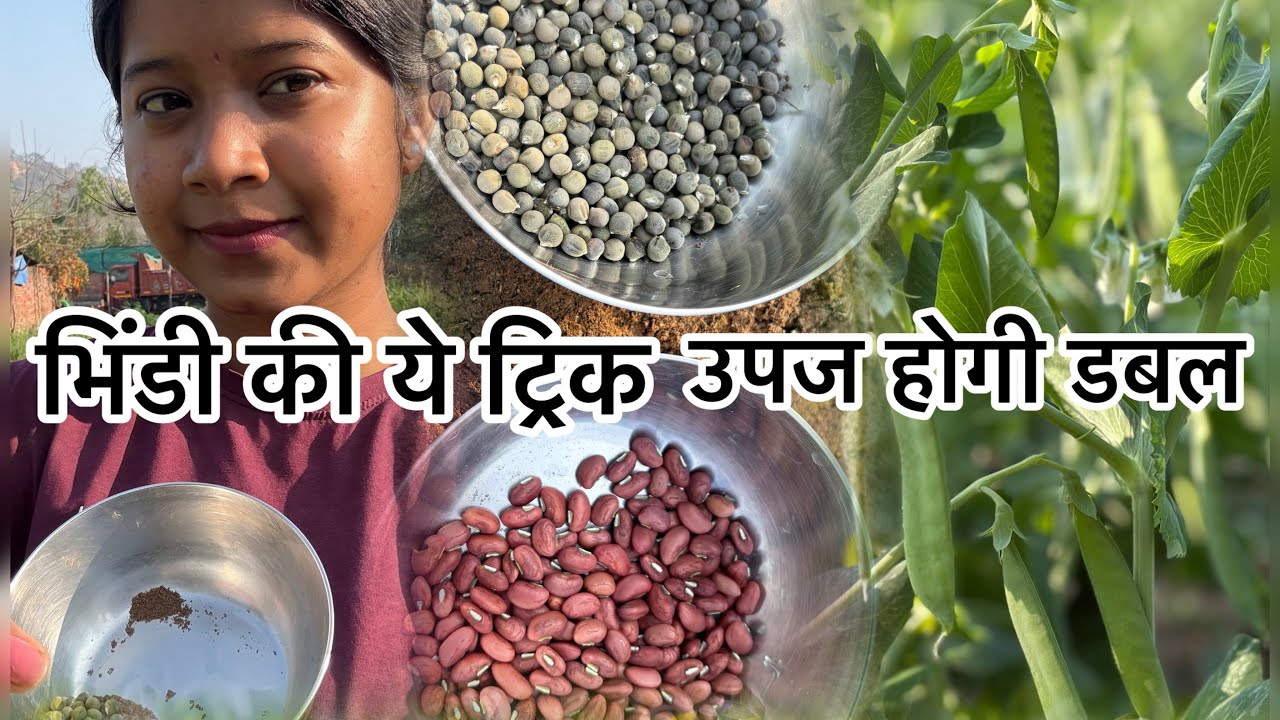 Aaj bhindi lga diy #viralvideo #villagerlifestyle #farming #trending # Punjab@Rakhi_Jharkhandwali 
