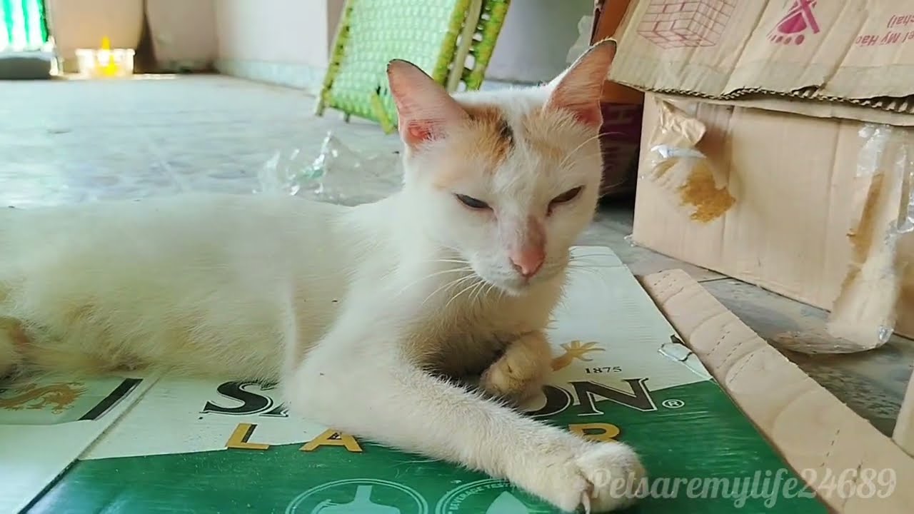 Early Birds Catch The Worm, But These Cats Just Find Their Zen