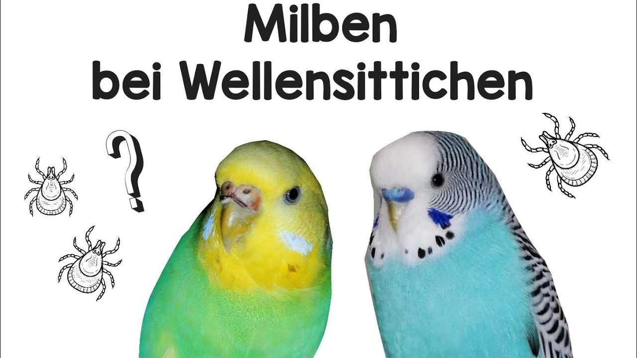 Milben bei Wellensittichen