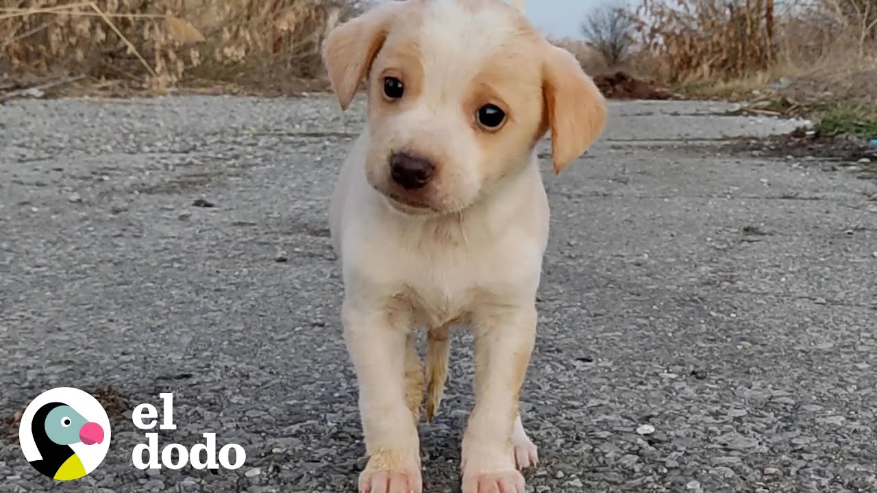 Cachorro encontrado con basura no dejar&iacute;a de temblar | El Dodo