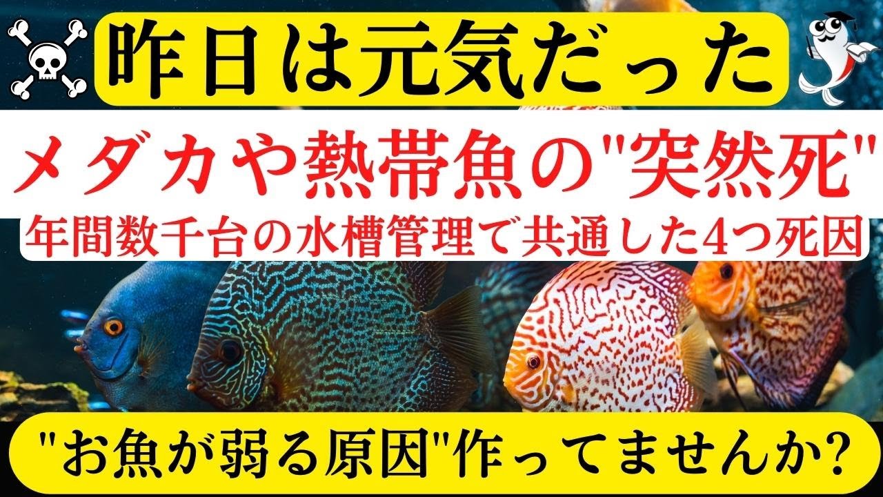 【水槽崩壊】昨日まで元気だったメダカや熱帯魚が突然死ぬ原因は○○でした