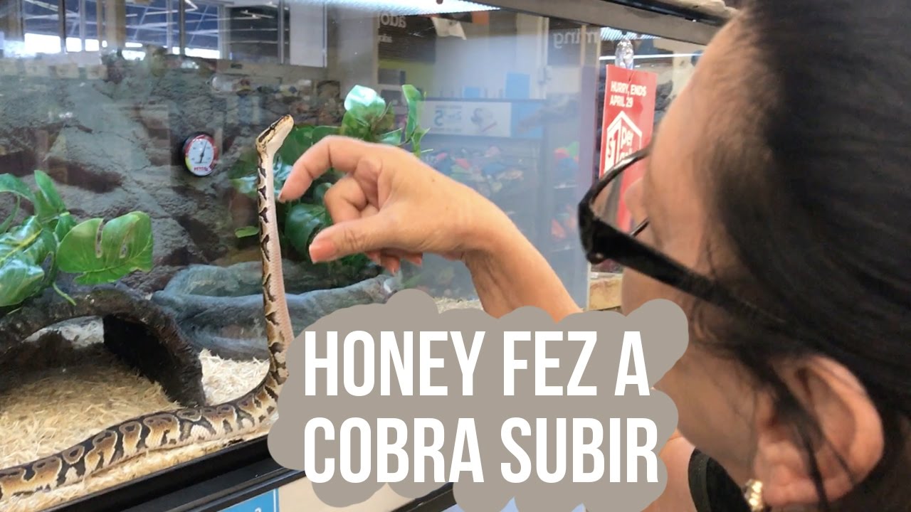 HONEY FEZ A COBRA SUBIR #HoneyNaDisney