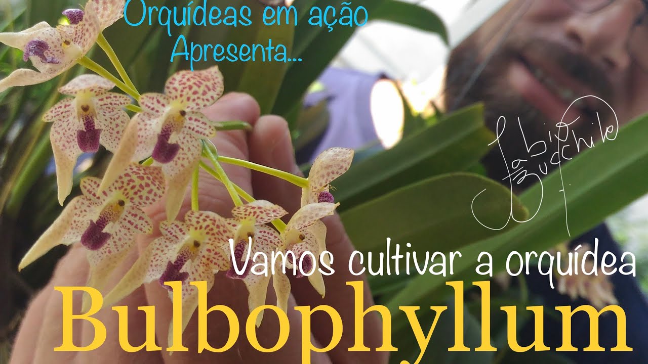 VEJA COMO CULTIVAR BULBOPHYLLUM| DESCUBRA QUAL O GÊNERO QUE MAIS POSSUI ESPÉCIES ENTRE AS ORQUÍDEAS!
