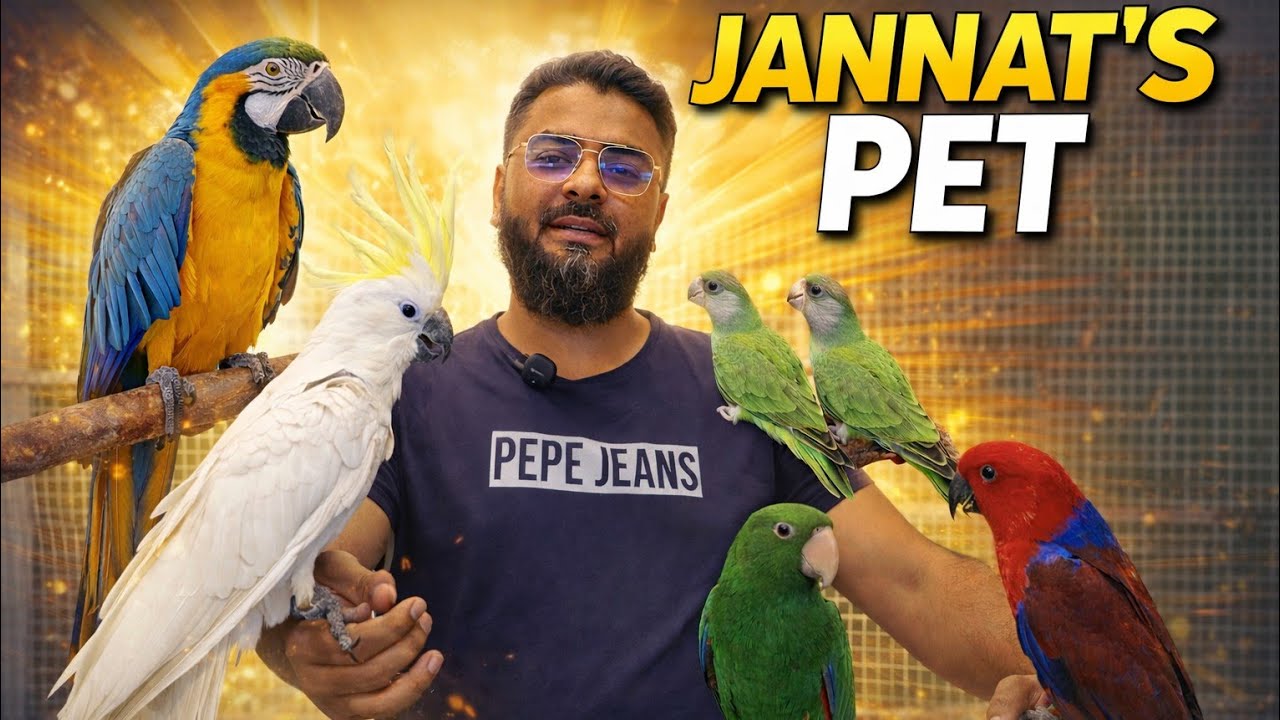 JANNAT&rsquo;S PET 🦜 | Exotic Pets &bull; Trusted Pet Shop &bull; Premium Birds #birdlovers #exoticbirds 
