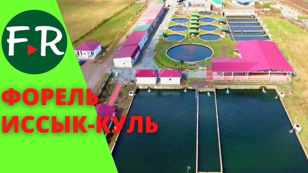 Бизнес на форели и туристах. Как выращивают форель на Иссык-Куле? Радужная и янтарная форель