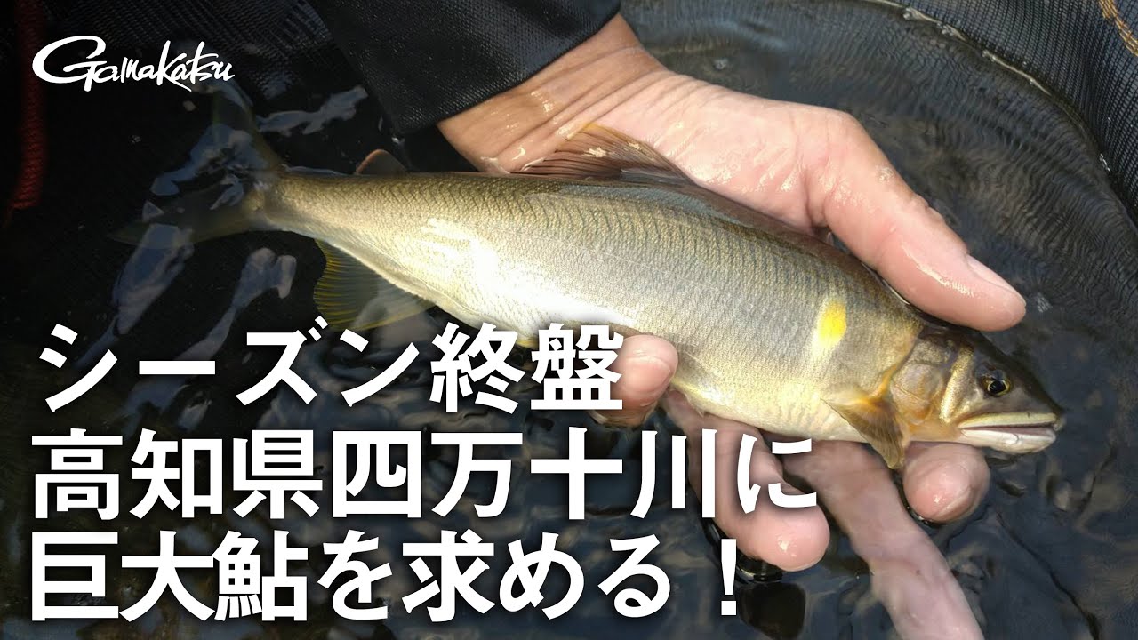 シーズン終盤 高知県四万十川に巨大鮎を求める！【G WORLD #3】