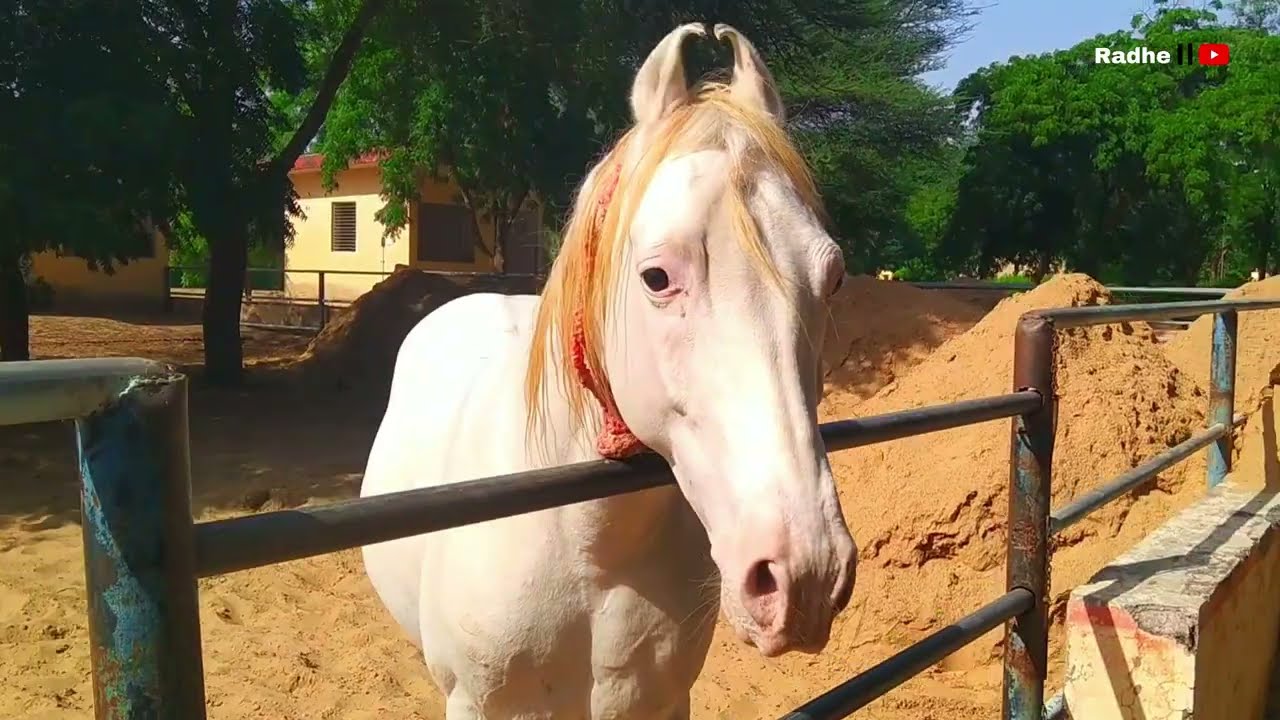 Unbelievable 😯 Chetak & Alexander  Warrior Horses Manipuri – The Pride of India 🐎🇮🇳