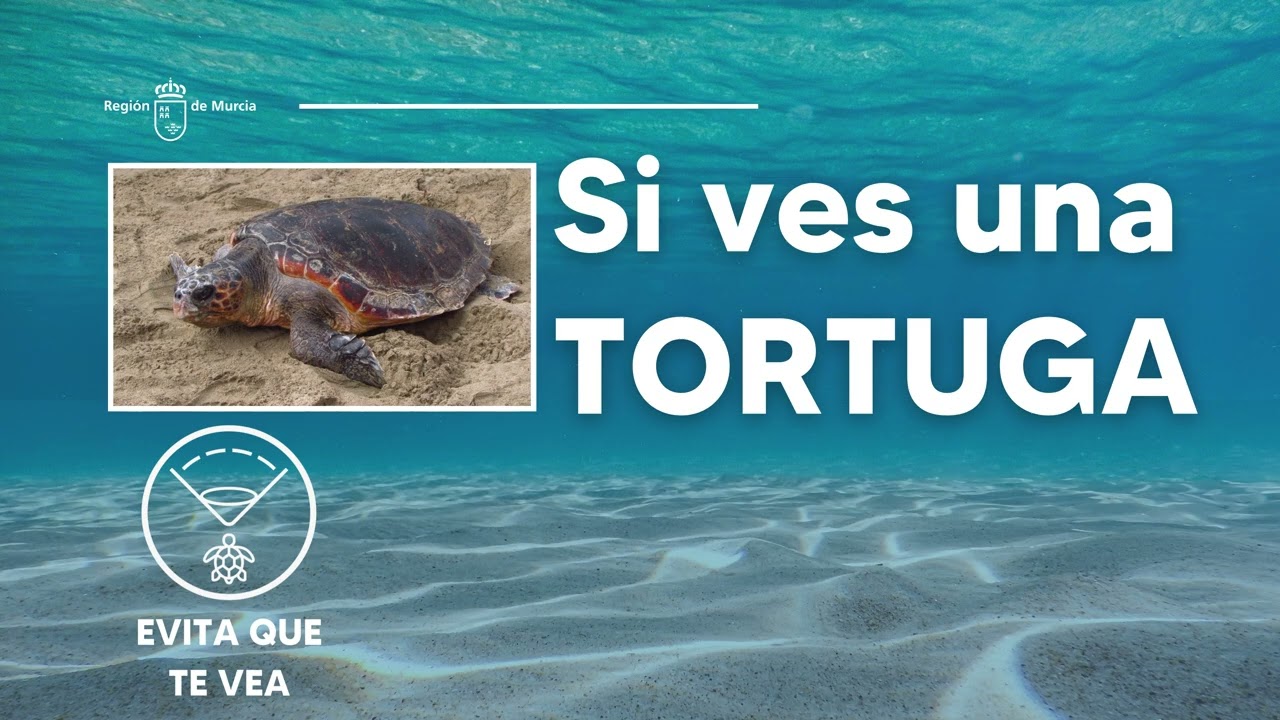 TERRITORIO TORTUGA 2025