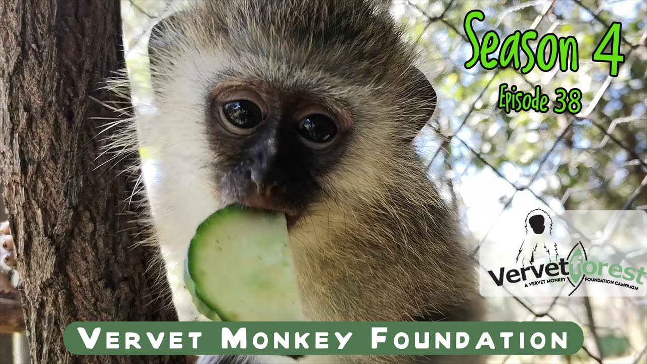 Famous Floki gets to meet orphan monkey Leila, Geordi arrives  seriously injured baby monkey.