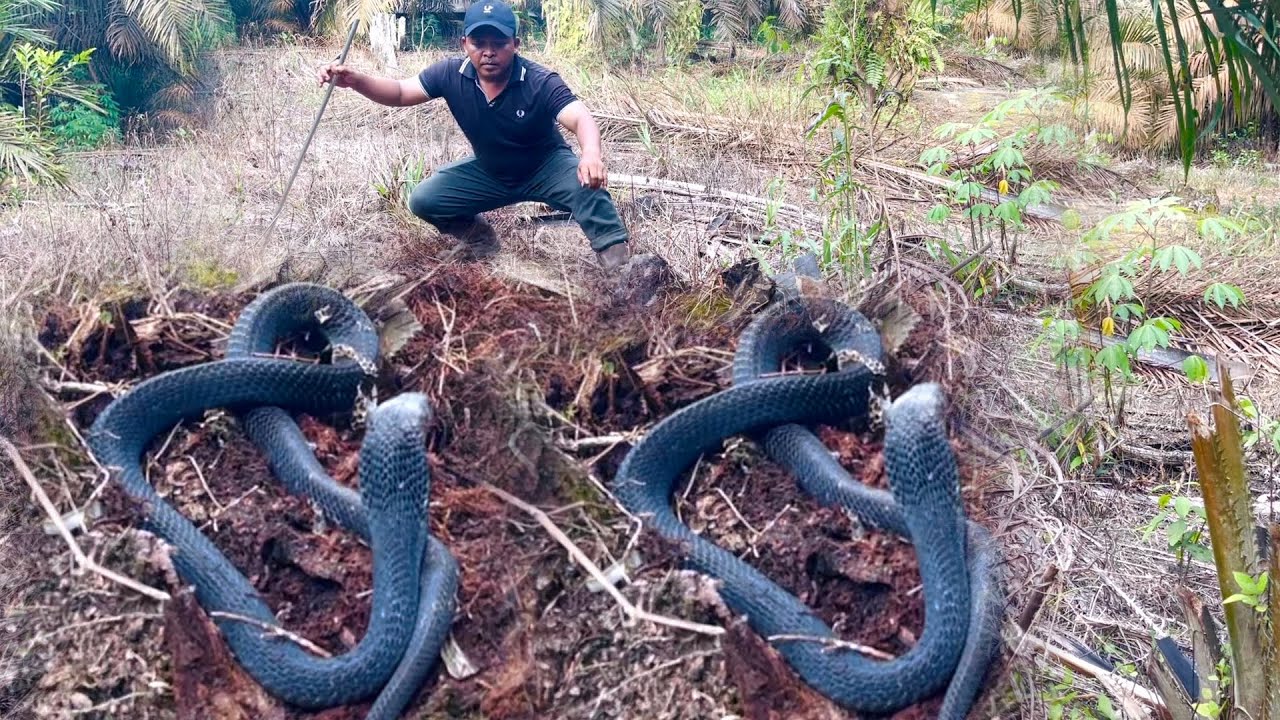 TIBA TIBA MUNCUL SOSOK  ULAR HITAM GANAS  SAAT PENCARIAN KING COBRA RAKSASA...!!!