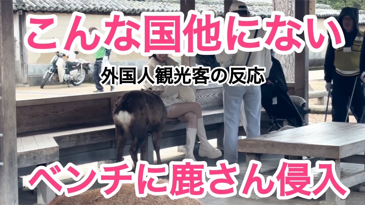 こんな国他にない‼️ベンチに鹿さん侵入🦌外国人観光客の反応NARA  PARK