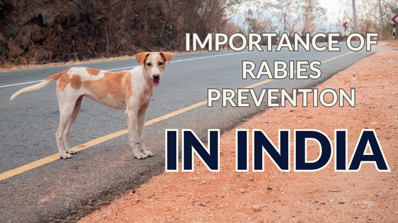 THE Importance of Rabies Prevention in India & our Rabies Vaccination Drive
