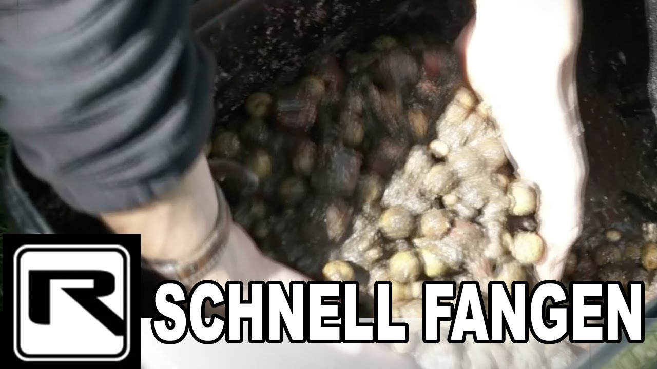 KARPFENANGELN OHNE LANGES VORFÜTTERN mit ROBIN ILLNER
