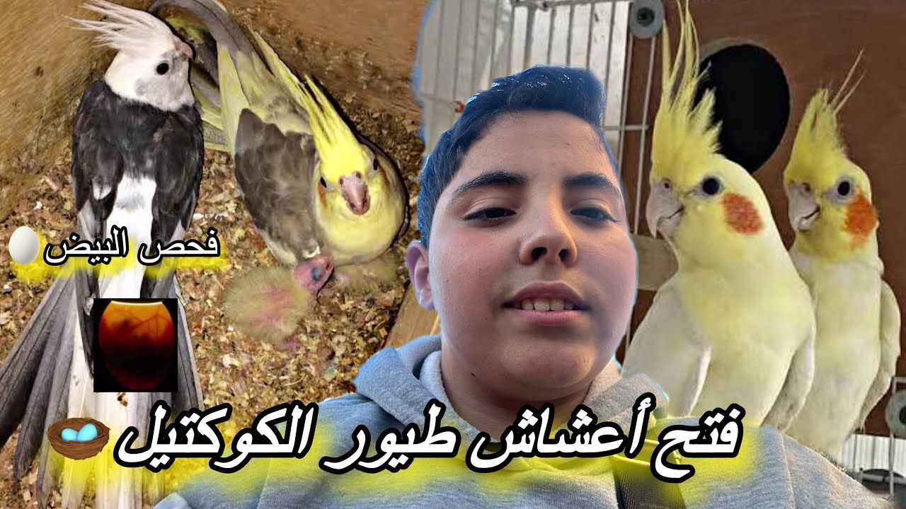 	🐣 فتح أعشاش الكوكتيل لأول مرة! شنو لقيت داخل؟
