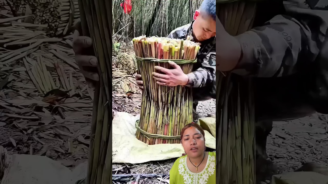 yasari milayrw rakhanu parxa hai#trending #farming #agriculture #bome #bomboo #wow