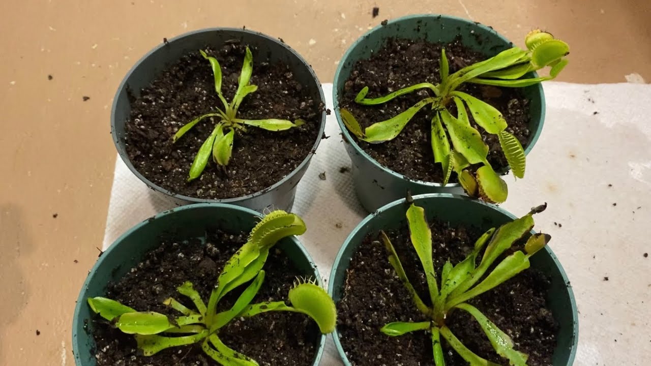 Rescuing dying Venus Fly Traps! And how to properly care of them