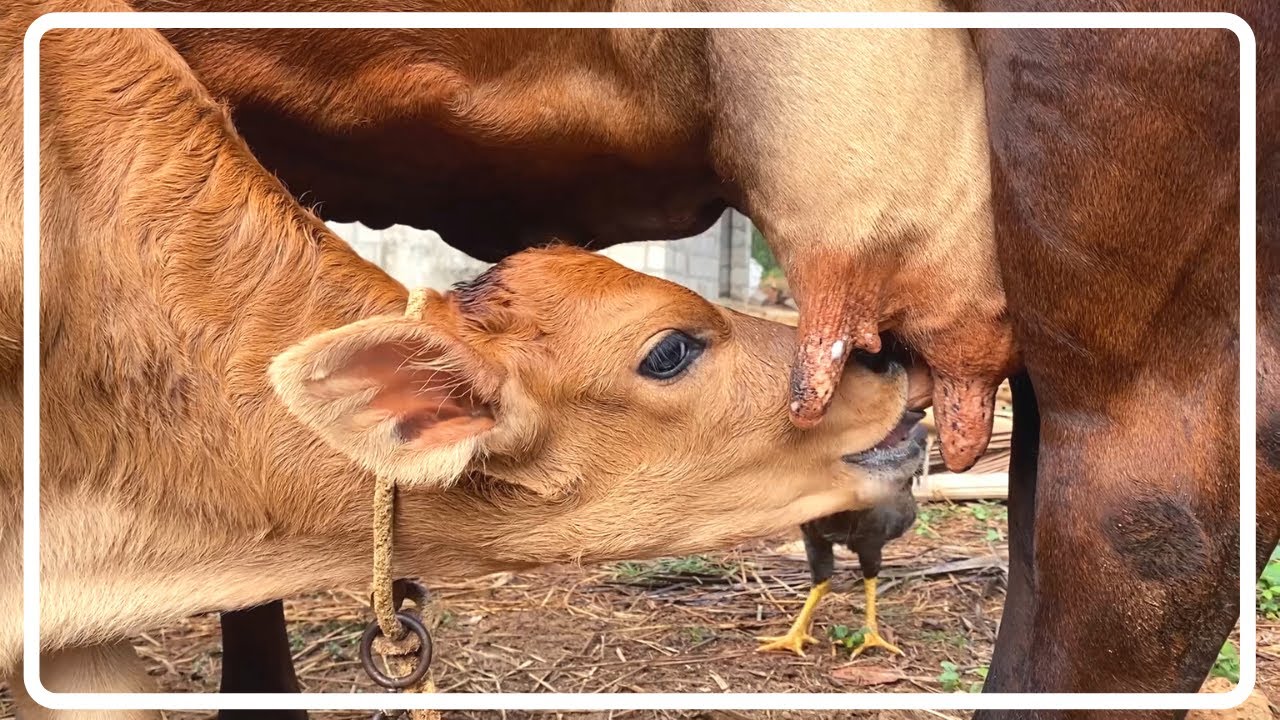 Calf Drinking Milk From Cow  | Nature Video