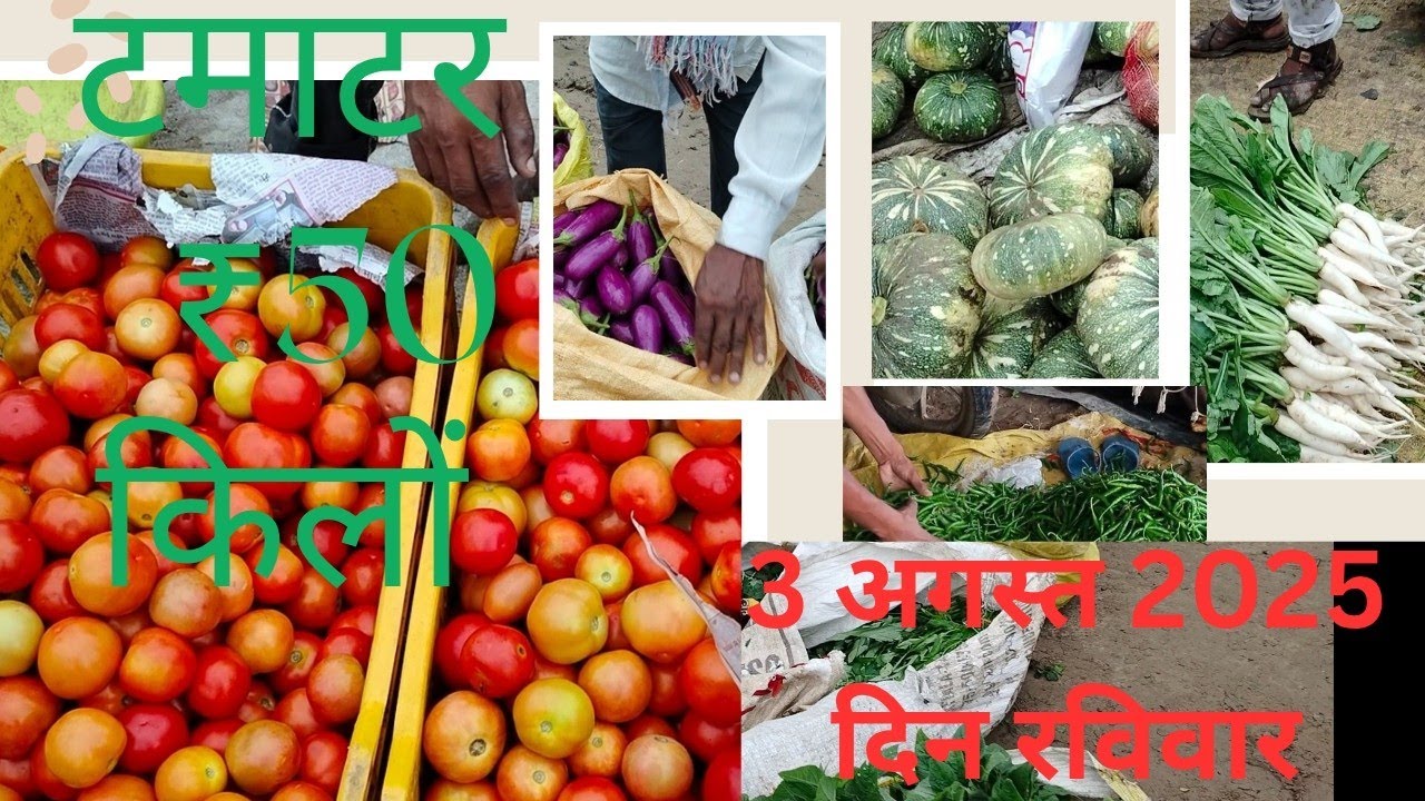  3 August 2025 सब्जी मंडी में आज टमाटर और मिर्ची का बवाल!  हरी सब्जियों का भाव