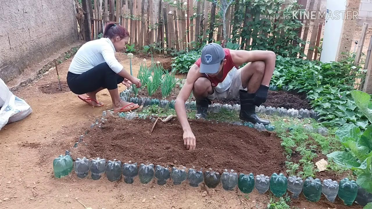 colheita e plantações em horta no quintal de casa