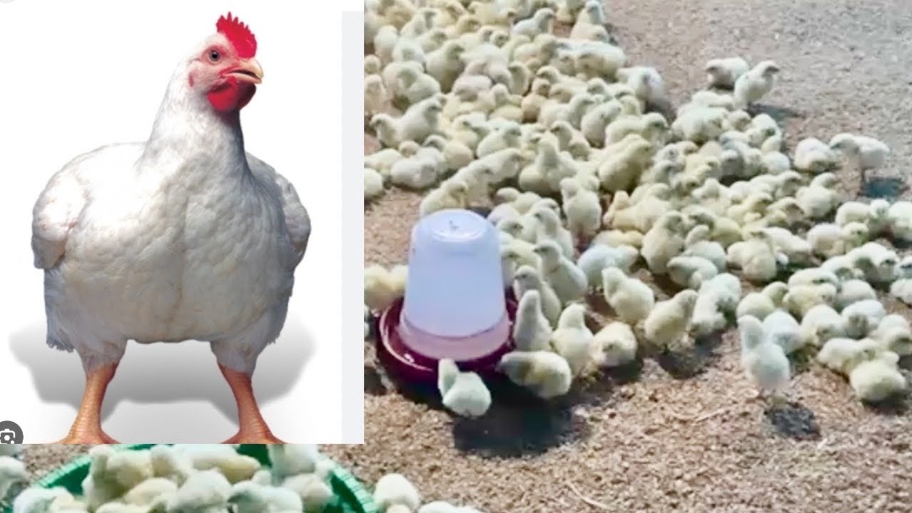 ब्रोइलर कुखुराको चल्ला हाल्दा ध्यान दिनुपर्ने कुराहरु|Broiler Chicken Farming |Poultry Farming Nepal