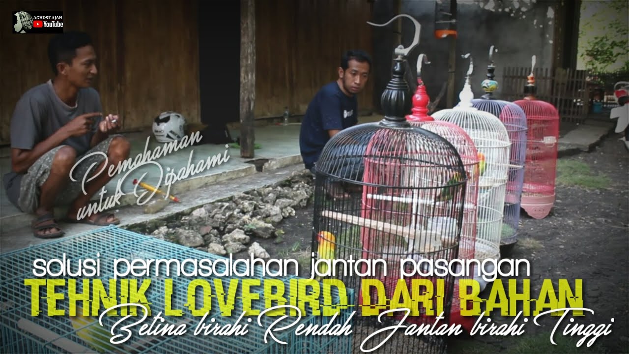 wajib dipahami setting kangen lovebird pasangan dari bahan